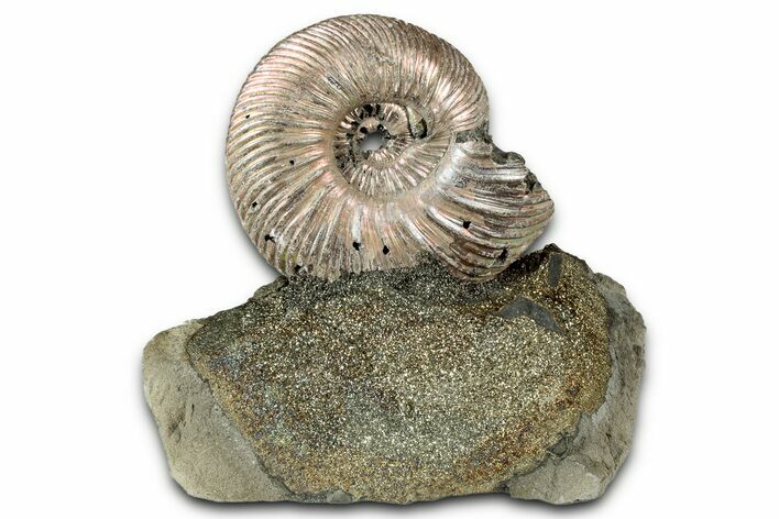 Iridescent, Pyritized Ammonite (Quenstedticeras) Fossil Display #335878